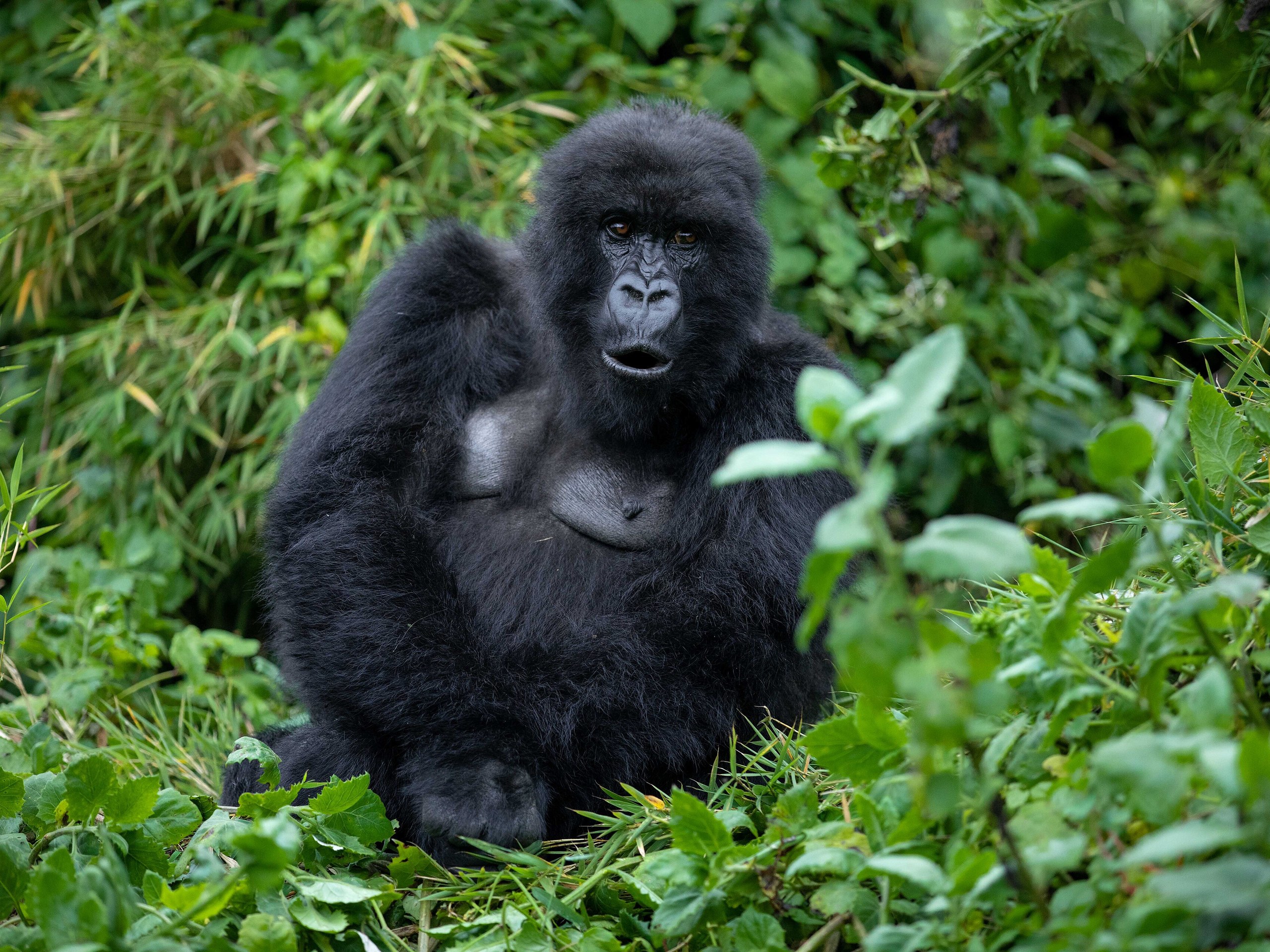 Guiding & Conservation Academy — Musanze