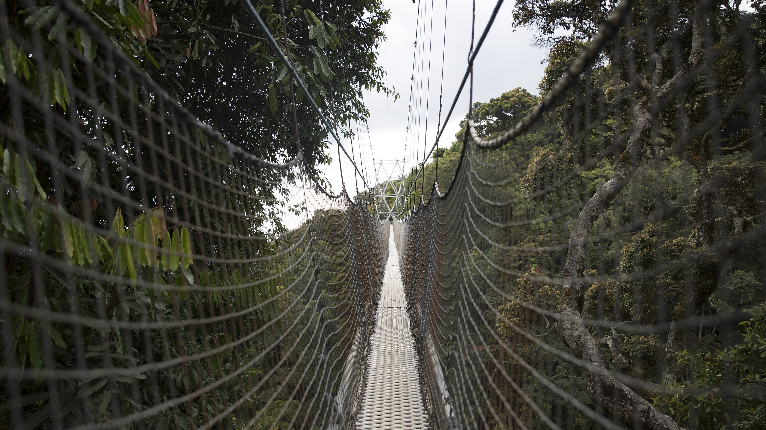 Nyungwe Canopy Walkway & Chimpanzee Track in Nyungwe NP