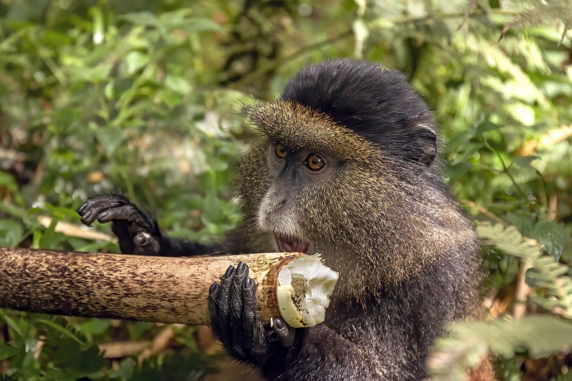 Golden Monkey Tracking in Volcanoes NP