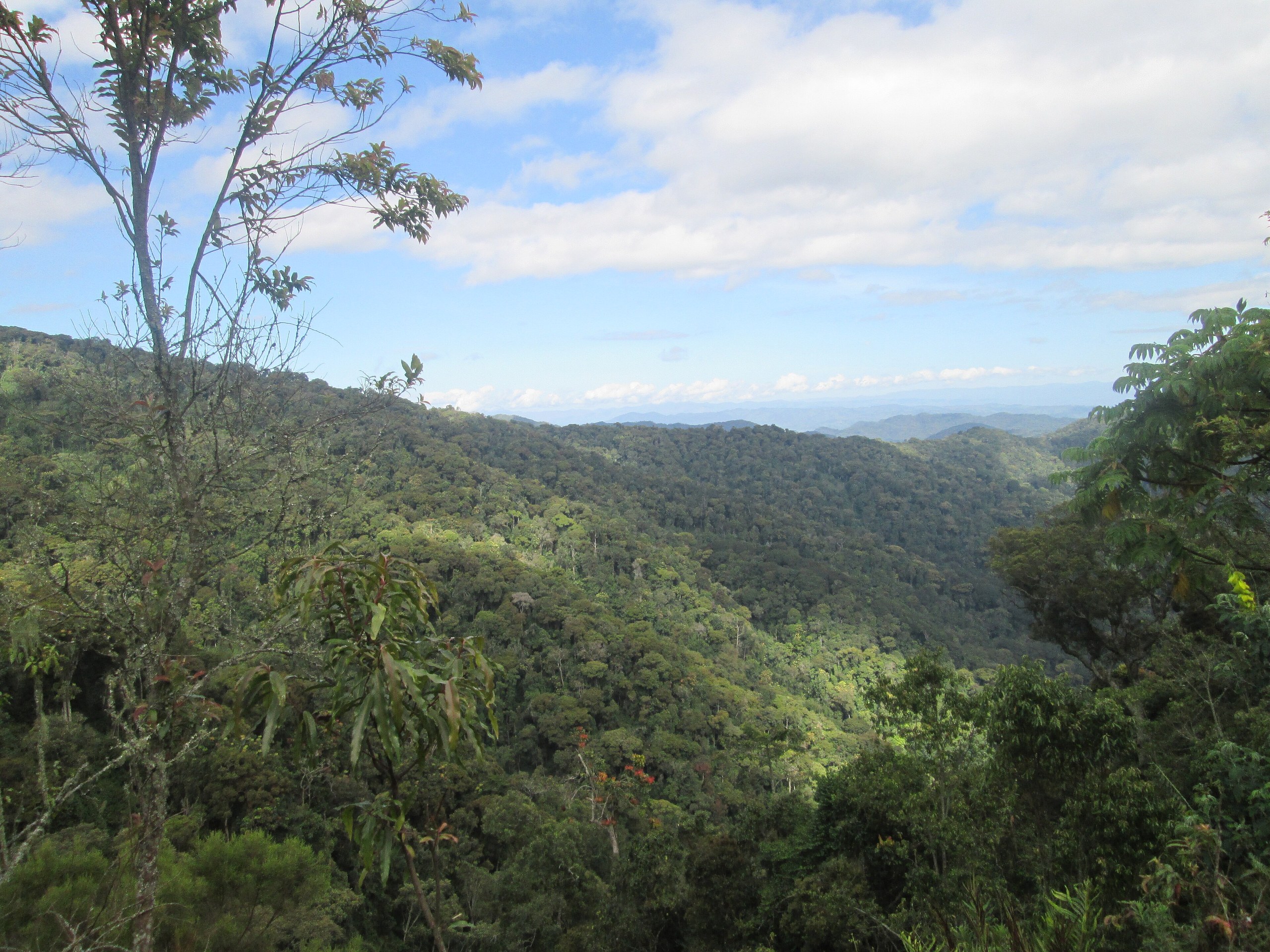 Nyungwe Forest National Park — Africa’s oldest montane rainforest